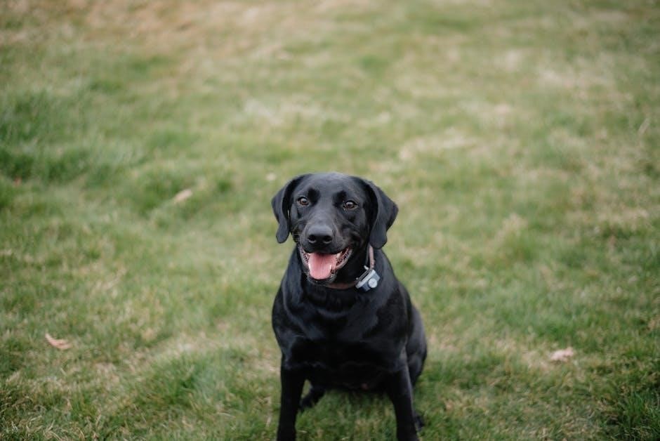 manual for petsafe wireless fence